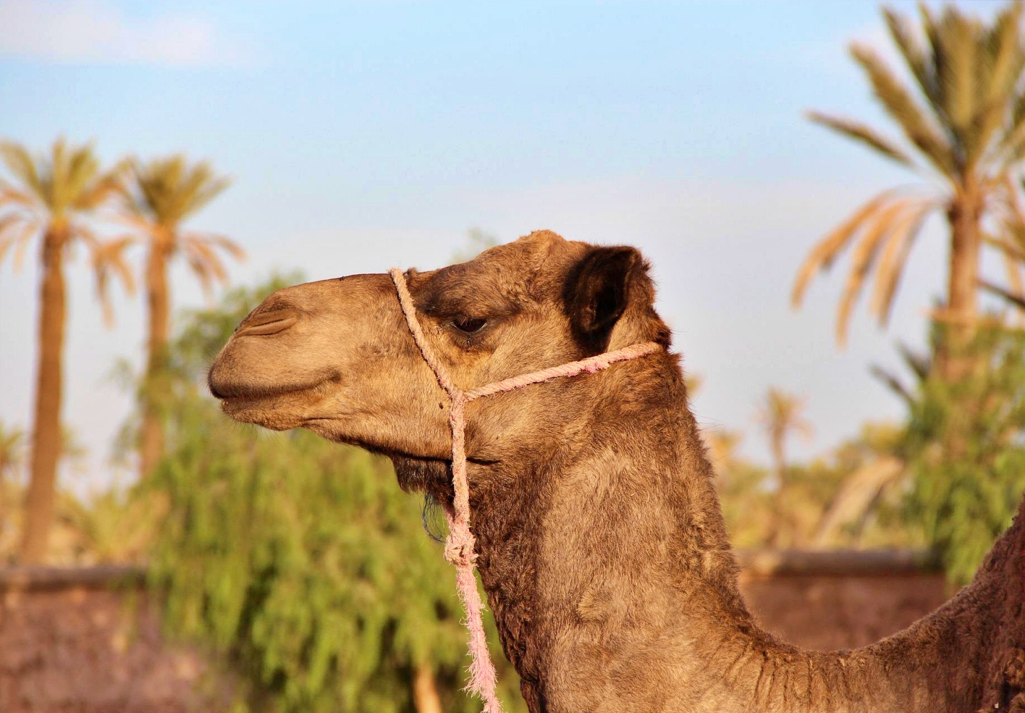 visiter palmeraie marrakech